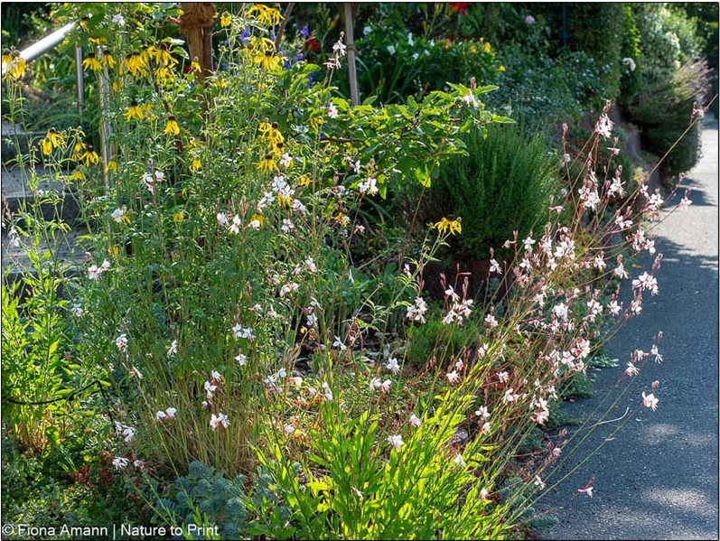 Schönhütchen und Prachtkerze wachsen im mageren Schotterboden