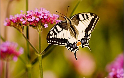 Patagonisches Eisenkraut, Dauerblüher im Bienen- und Schmetterlingsgarten