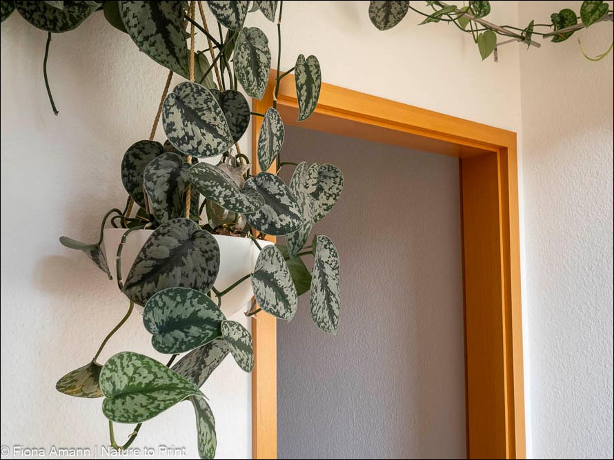 Scindapsus pictus in Blumenampel