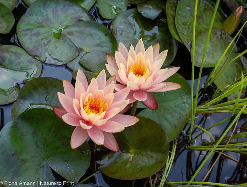 Kleine Seerosen treiben auch mehrere Blüten zur selben Zeit 