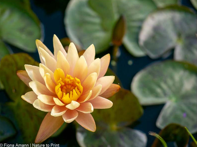 Meine kleine Seerose blüht auch bei Regen und Sturm
