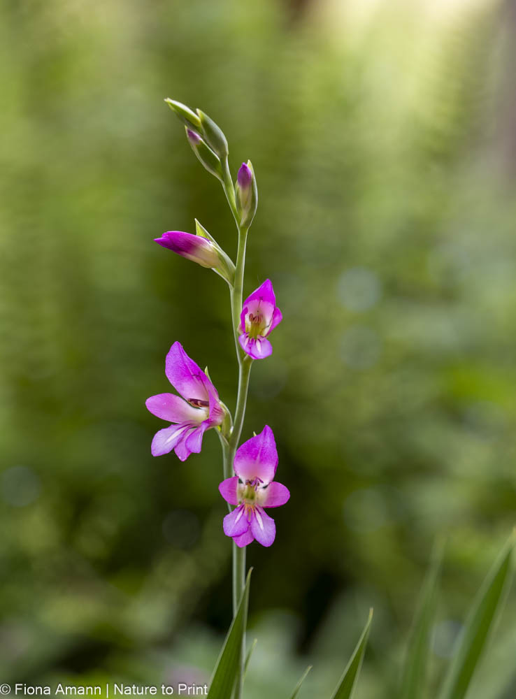 Siegwurz, heimische Gladiole, zäh, zauberhaft, winterfest Siegwurz, heimische Gladiole, zäh, zauberhaft, winterfest