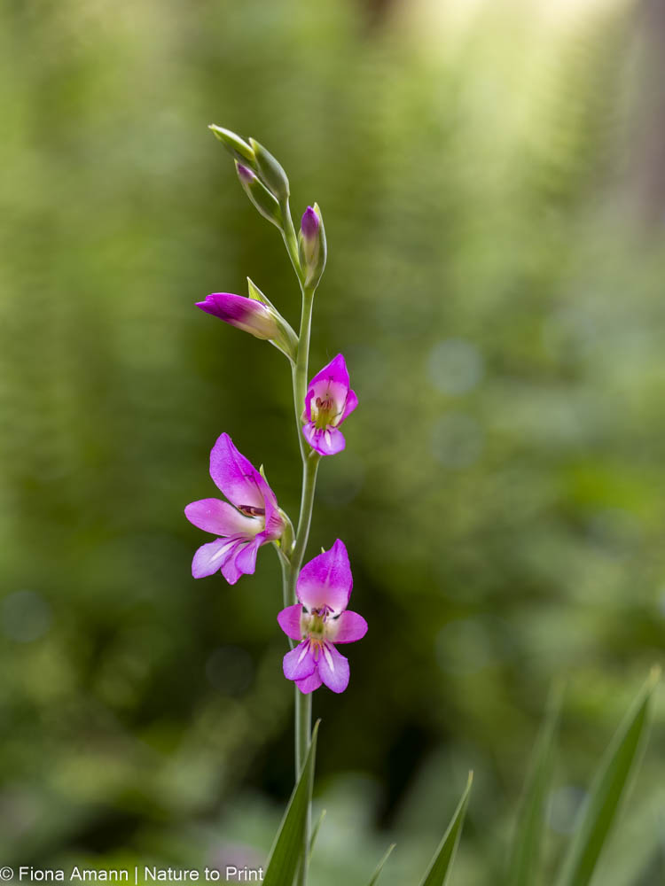 Siegwurz, heimische Gladiole, zäh, zauberhaft, winterfest Siegwurz, heimische Gladiole, zäh, zauberhaft, winterfest