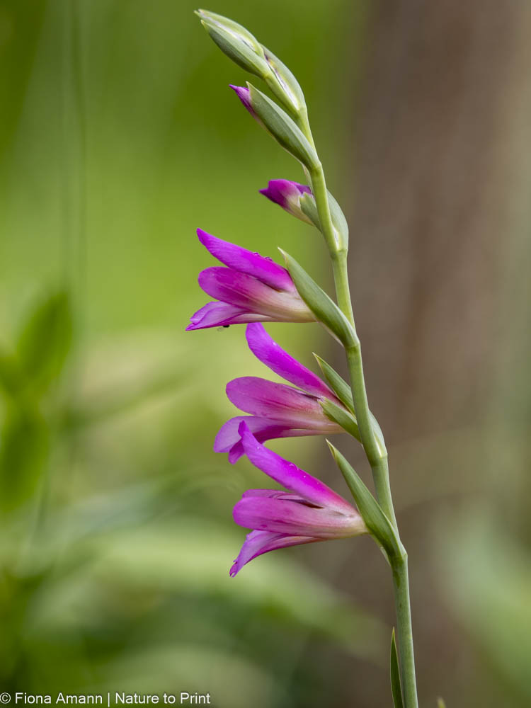 Byzantinische Wildgladiole, Gemeine Siegwurz, Ährenblume mit pinken Blüten Byzantinische Wildgladiole, Gemeine Siegwurz, Ährenblume mit pinken Blüten