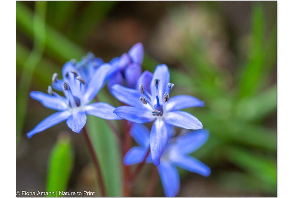 Blaustern, Scilla, niedliche Frühlingsblume zum Verwildern