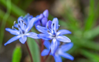 Blaustern, Scilla, niedliche Frühlingsblume zum Verwildern