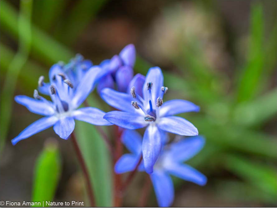 Blausternchen, Scilla bifolia, Blausterne, Frühblüher zum Verwildern