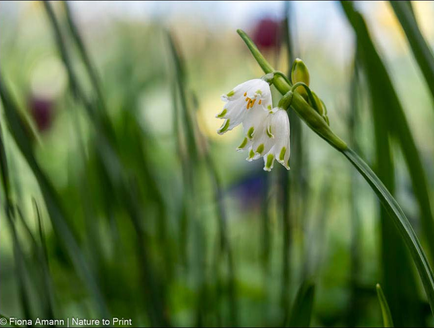 Sommerknotenblume im Halbschatten vor Schachbrettblumen Sommerknotenblume im Halbschatten vor Schachbrettblumen