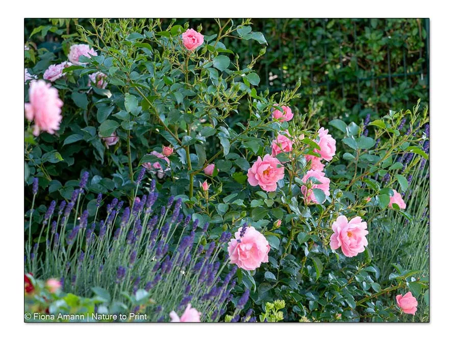 Bodendeckerrose Sommerwind neben Lavendel in einer Gartenmauer