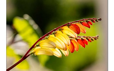 Die Sternwinde, faszinierende Kletterpflanze für warme Sonnenplätze