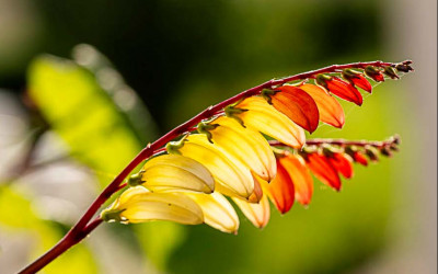 Die Sternwinde, faszinierende Kletterpflanze für warme Sonnenplätze