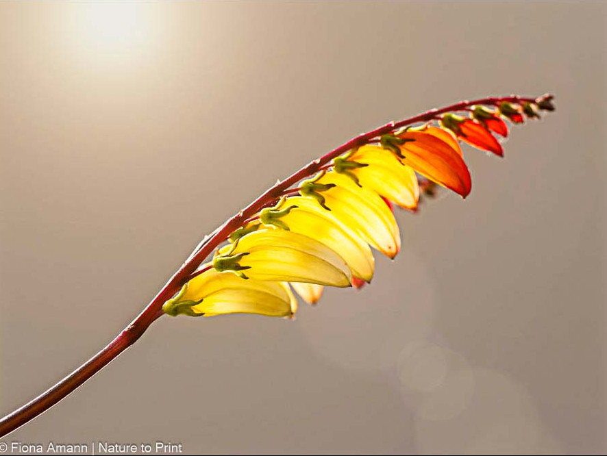 Orange-gelbe Blüten leuchten in der Abendsonne Orange-gelbe Blüten leuchten in der Abendsonne