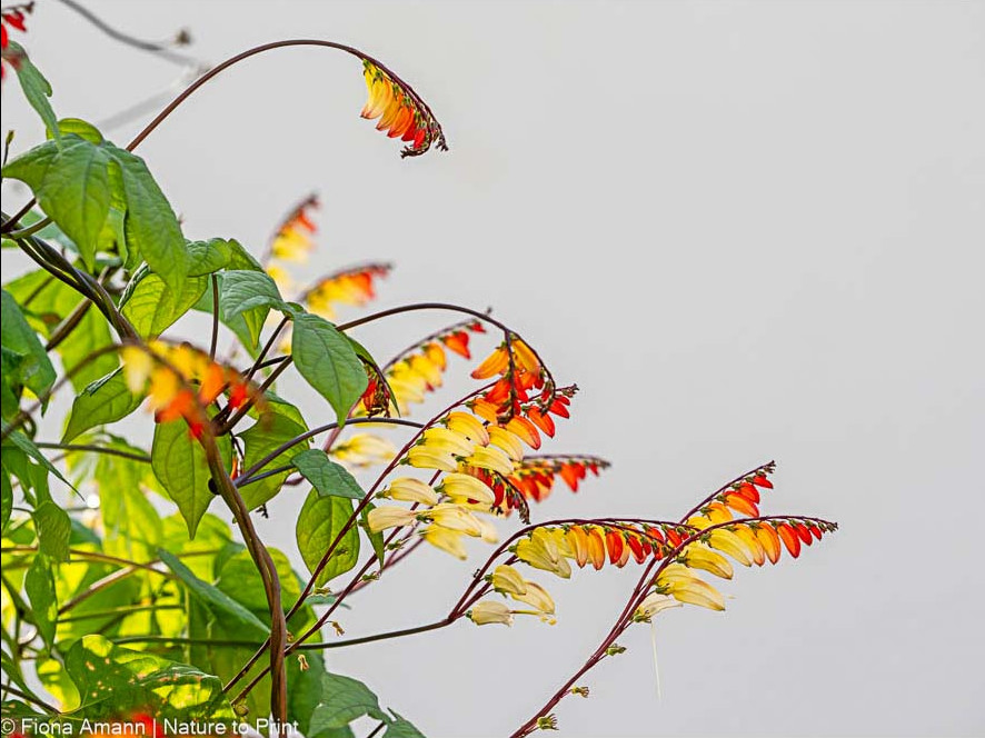 Am Ende des Obelisken winden sich die Ranken im Kreis herum und bilden dabei eine auffallend hübsche Blütenkrone Am Ende des Obelisken winden sich die Ranken im Kreis herum und bilden dabei eine auffallend hübsche Blütenkrone