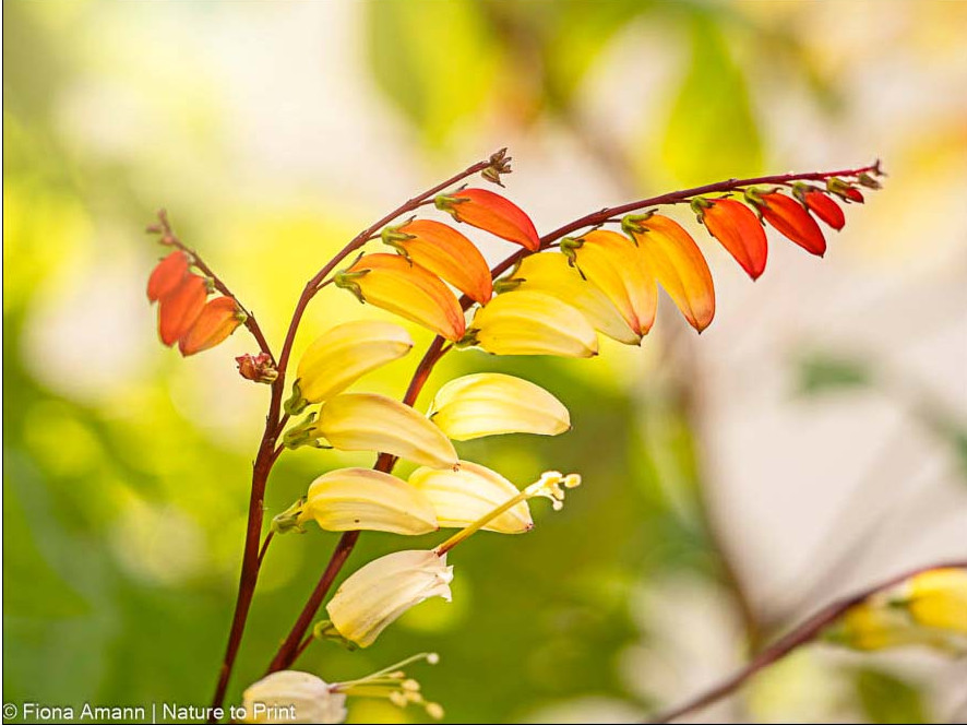 Aufstrebende Ranken mit Blütenständen Aufstrebende Ranken mit Blütenständen