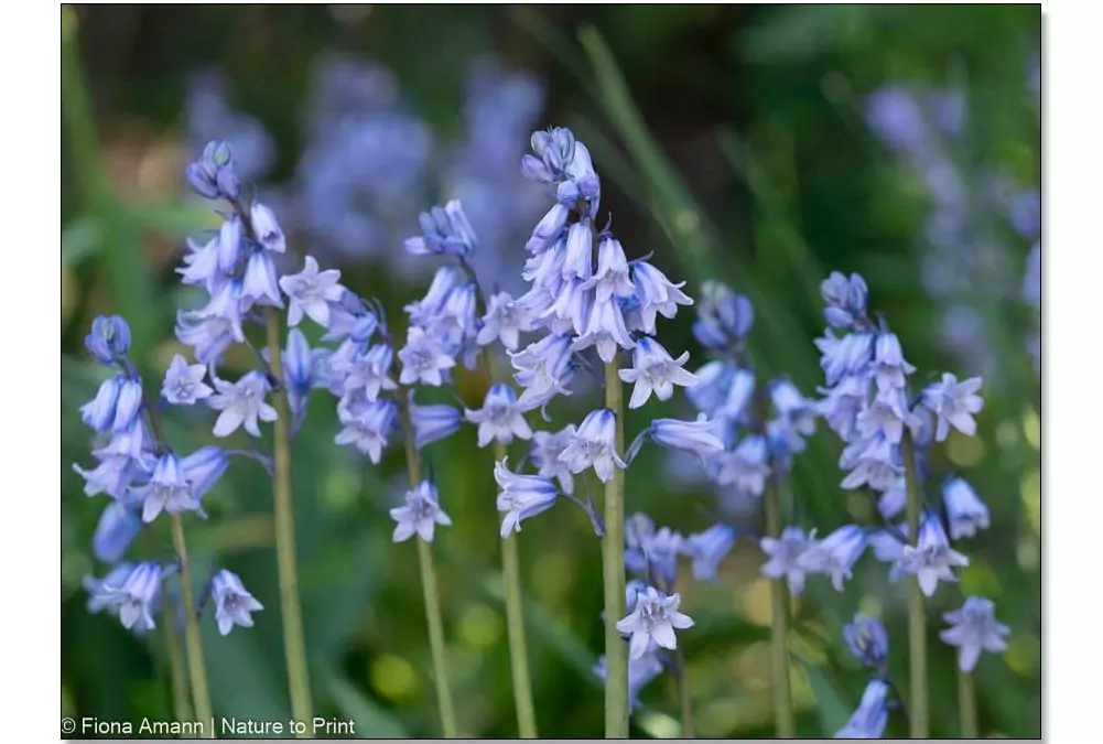 Blaue Spanische Waldhyazinthen / Bluebells, H. hispanica