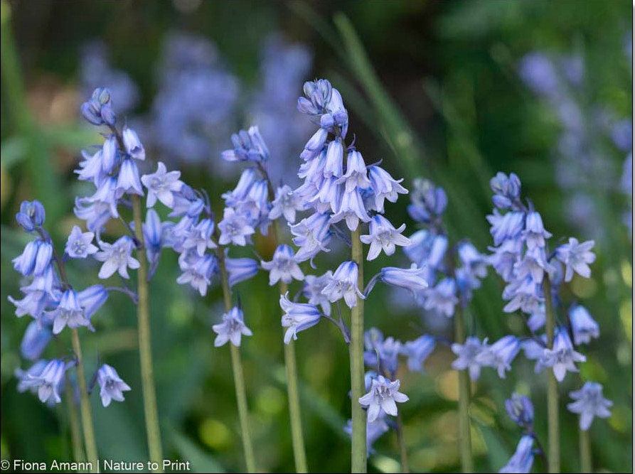 Blaue Spanische Waldhyazinthen / Bluebells, H. hispanica