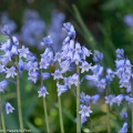 Waldhyazinthen, wild und wunderbar 7 Blaue Spanische Waldhyazinthen / Bluebells, H. hispanica