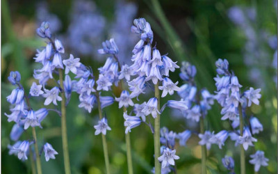 Waldhyazinthen, wild und wunderbar