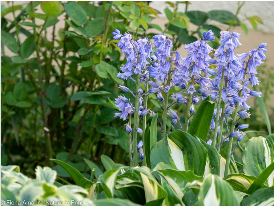 Spanische Hasenglöckchen hinter Hosta Schneefeder und panaschierter Sterndolde