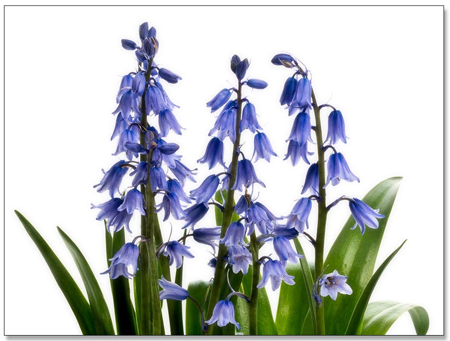 Blaue Spanische Waldhyazinthen/ Bluebells, freigestellt auf Weiß