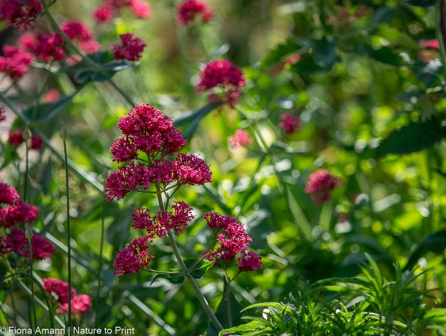 Spornblume, Superstaude für heiße und trockene Standorte