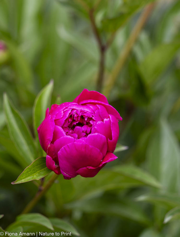 Pinke Bauernpfingstrose im Garten von Nature to Print