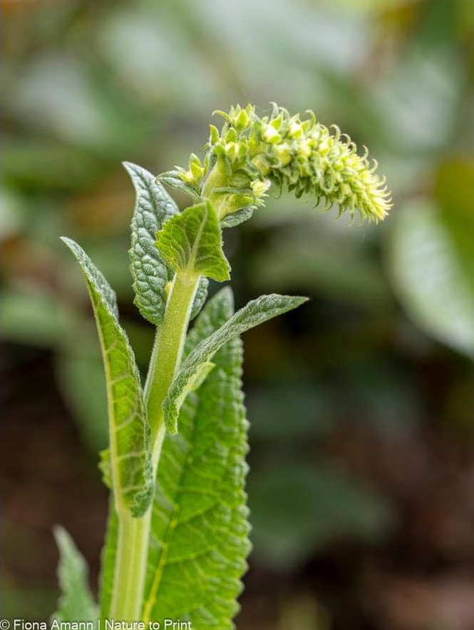 Frischer Blütenstiel reckt sich nach oben. Knospen blühen von unten nach oben auf. Frischer Blütenstiel reckt sich nach oben. Knospen blühen von unten nach oben auf.