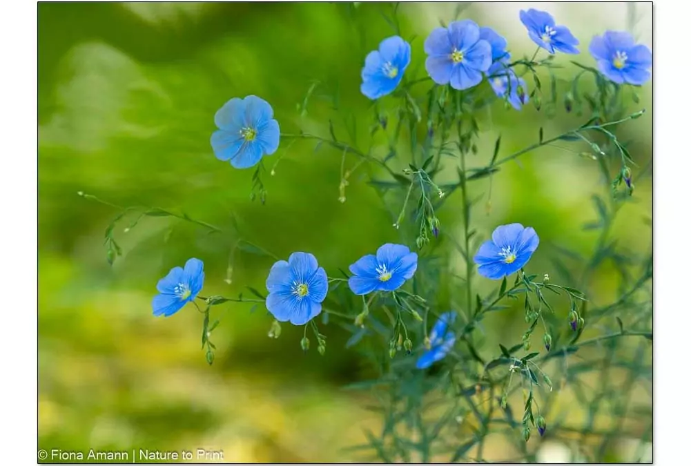 Blauer Staudenlein hält Hitze und Trockenheit aus