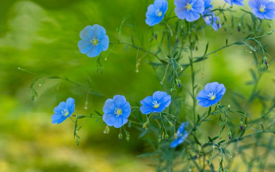 Hitze und Trockenheit: 8 Tipps & 40 Zukunftspflanzen retten den Garten