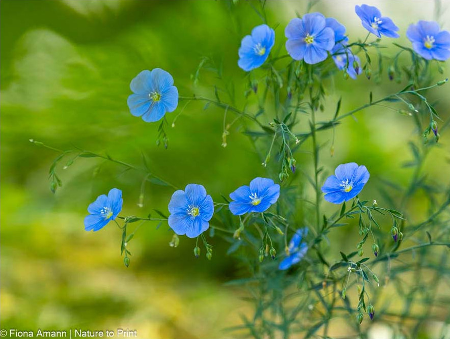Geliebte Bäume und schöne Sträucher 7 Blauer Staudenlein hält Hitze und Trockenheit aus