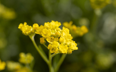Steinkraut, Polsterstaude für extreme, sonnige Standorte