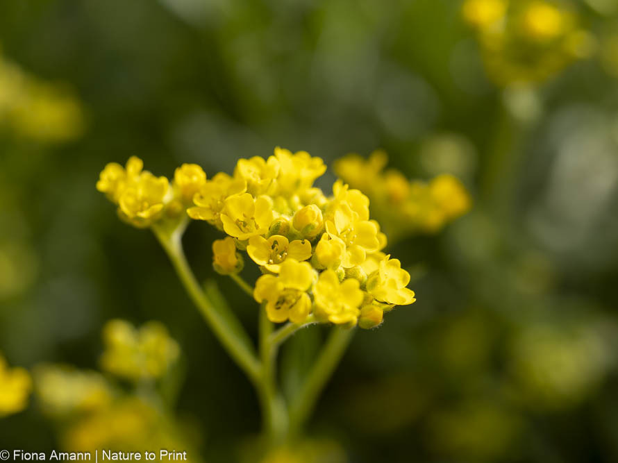 Steinkraut, genial robuste Polsterstaude trockene für Sonnenplätze