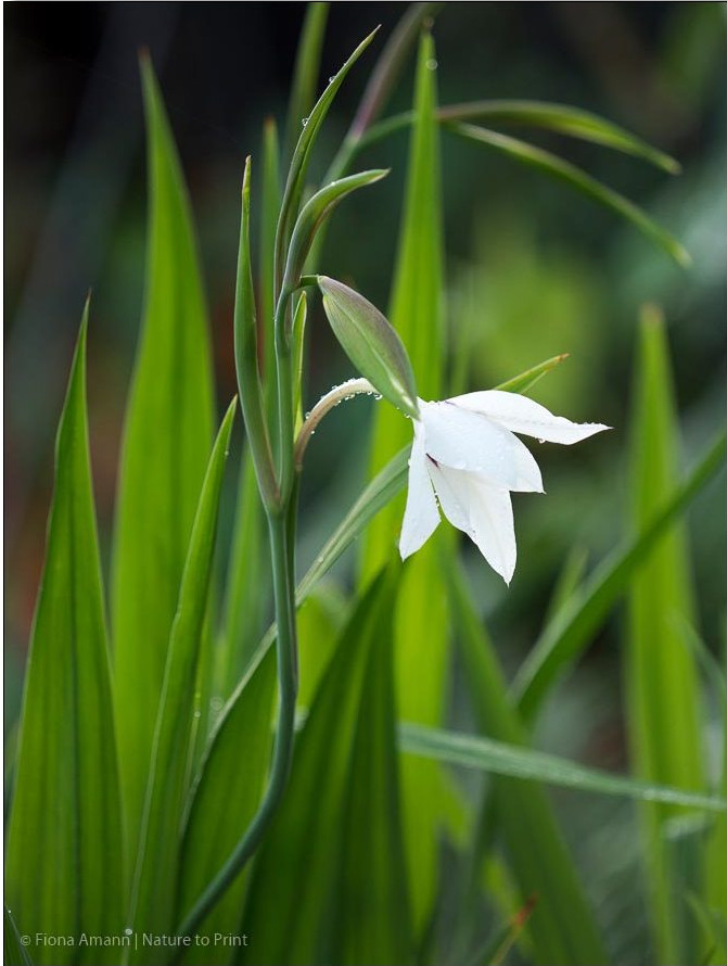 Abessinische Gladiole / Sterngladiole leuchtet mit enormer Fernwirkung