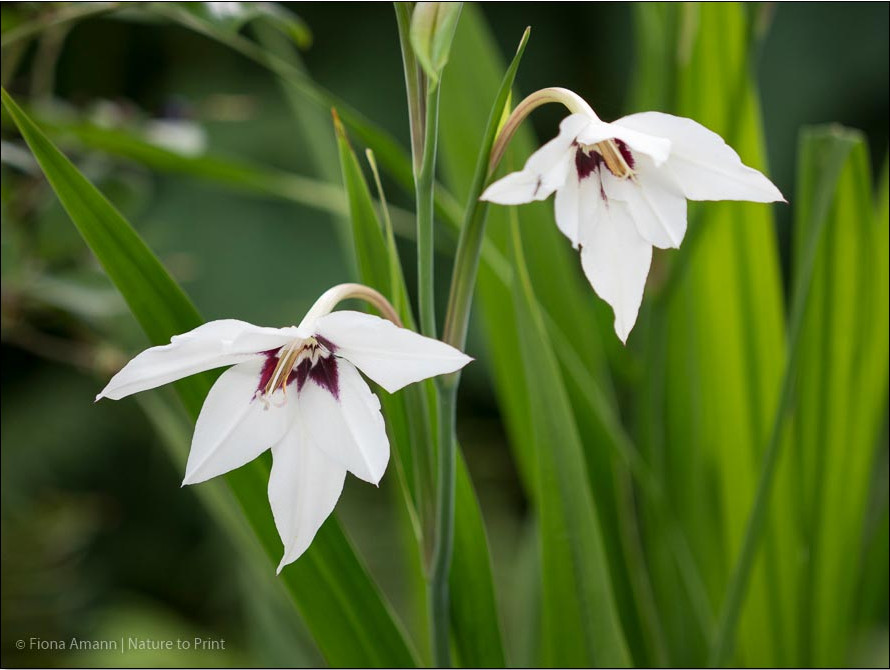 Weiße Blütenblätter, weinroter Schlund sind charakteristisch