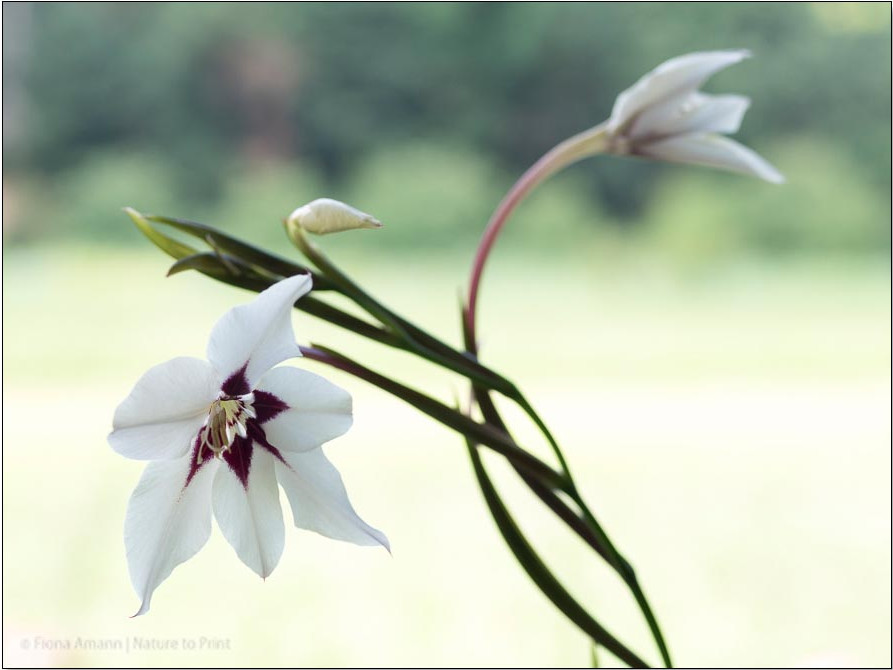 Sterngladiolen eignen sich auch für den Vasenschnitt