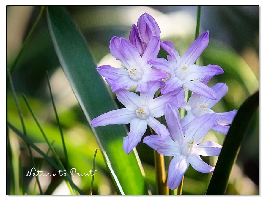 Sternhyazinthe, Chionodoxa, Blausternchen blüht bereits im Vorfrühling