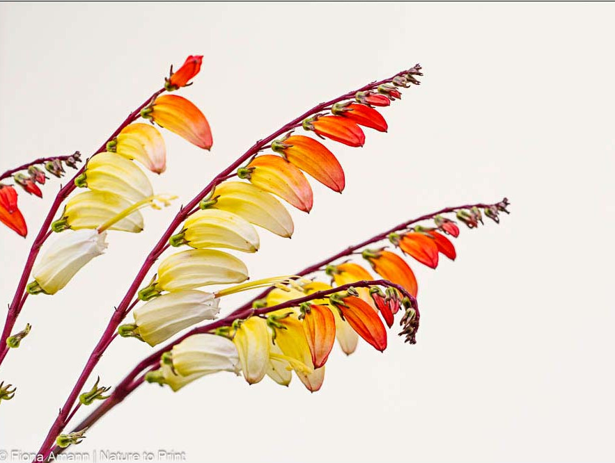 Der Name ist Programm. Blüten in lebhaften spanischen Farben.