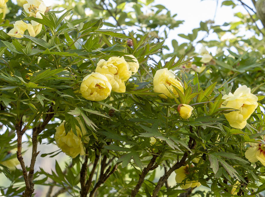 Strauchpfingtsose High Noon, gelbe gefüllte Blüten Ziergarten im Dezember: Strauchpfingtsose putzen und schützen