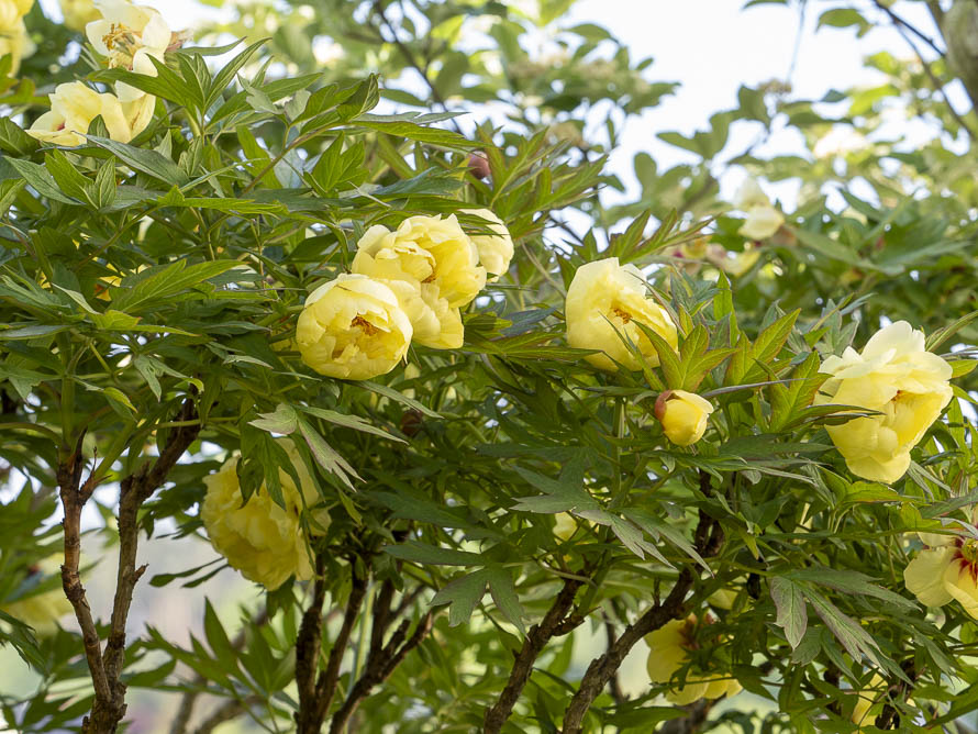 Ziergarten im Dezember: Strauchpfingtsose putzen und schützen