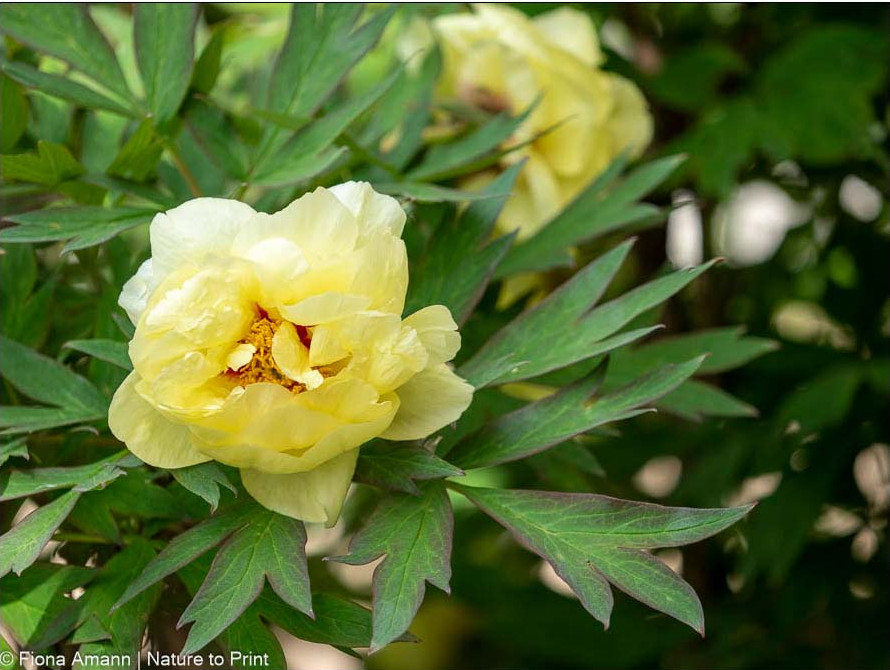 Strauchpfingstrose 'High Noon'