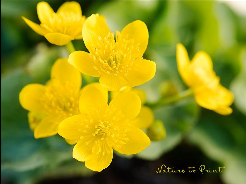 Caltha palustris, heimische Wildstaude und Bienenpflanze