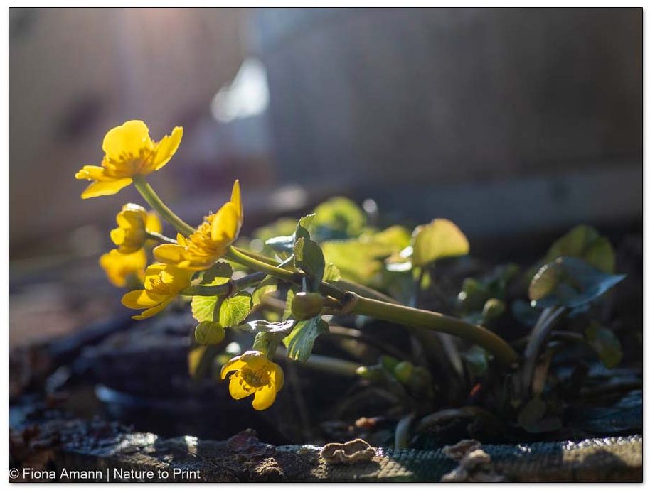 Sumpfdotterblumen blühen am Ufer von Bächen, Seen oder in einem Sumpfbeet