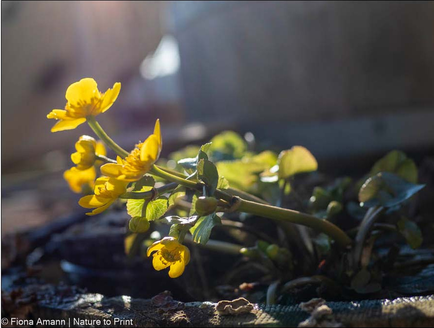Sumpfdotterblumen blühen am Ufer von Bächen, Seen oder in einem Sumpfbeet Sumpfdotterblumen blühen am Ufer von Bächen, Seen oder in einem Sumpfbeet