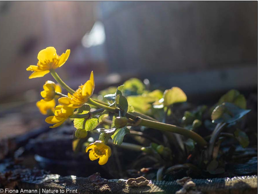 Sumpfdotterblume im Sumpfteich im Holzbottich