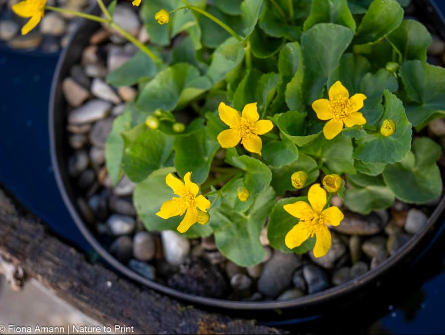 Die robuste Wildstaude und Wasserpflanze wächst auch in Topfkultur im Miniteich