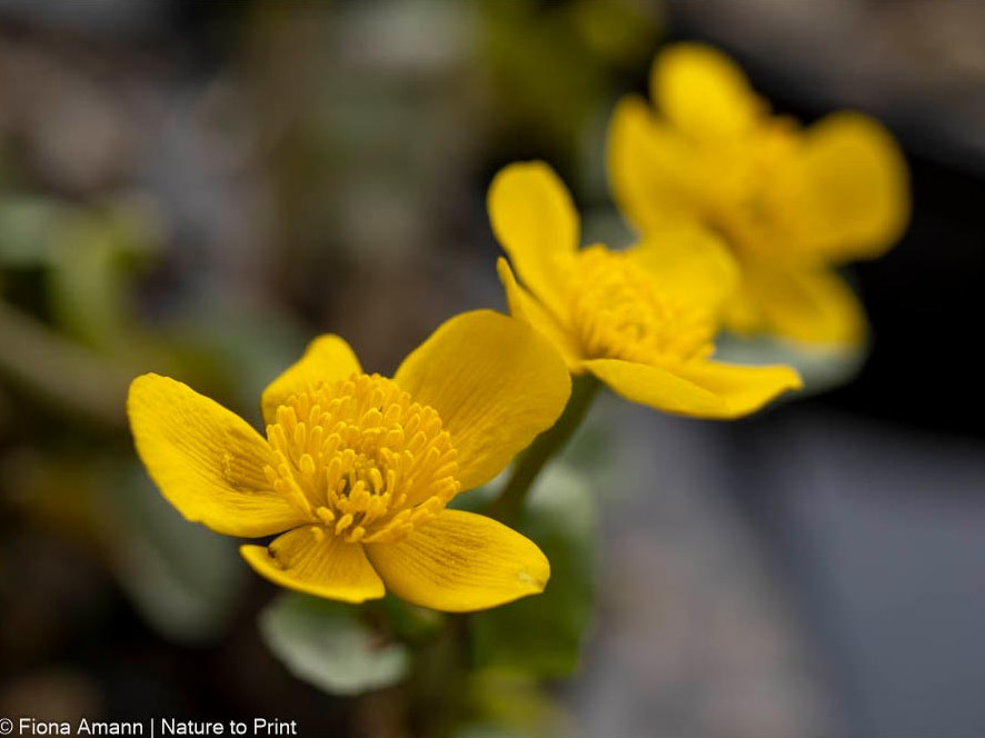 Dottergelbe Blüten gaben der Wildstaude ihren Namen