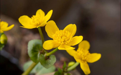 Sumpfdotterblume, wild & wunderbar für Garten und Teich