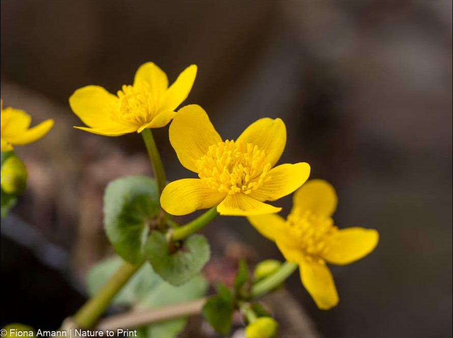 Sumpfdotterblume, wild & wunderbar für Garten und Teich