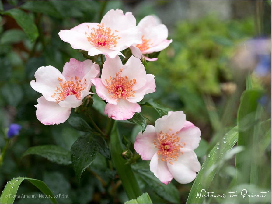 Sweet Pretty liebt einen sonnigen Standort Sweet Pretty liebt einen sonnigen Standort
