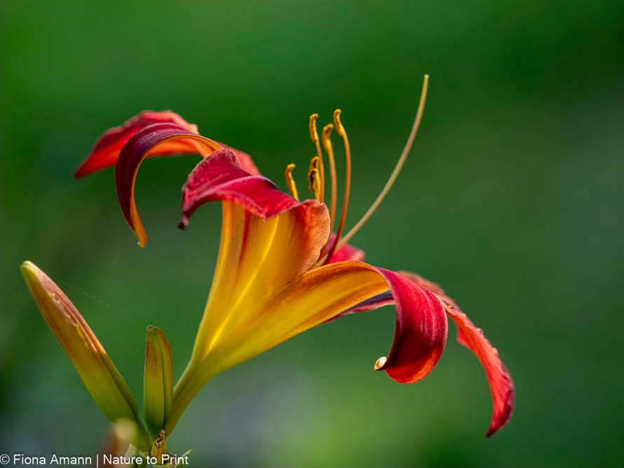 Taglilie Crimson Pirat